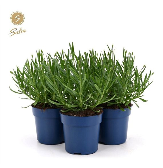 Lavandula angustifolia felice ang  Felice® Collection P10 5 25cm 10.5cm Q2451