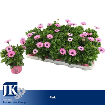 Osteospermum margarita lilac osteospermum Roze TST 25cm 10.5cm Q2643