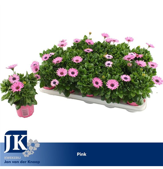 Osteospermum margarita lilac osteospermum Roze TST 25cm 10.5cm Q2643
