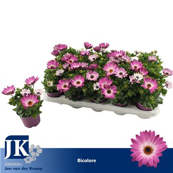 Osteospermum margarita pink flare Bicolor TST 25cm 10.5cm Q2644