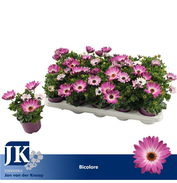 Osteospermum margarita pink flare Bicolor TST 25cm 10.5cm Q2644