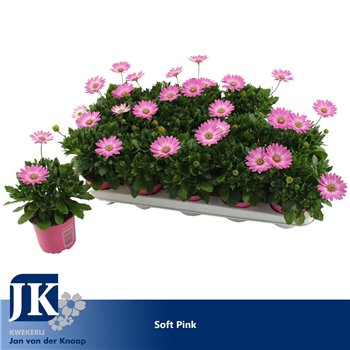 Osteospermum cape daisy softly pink improved Soft Pink TST 22cm 10.5cm Q2646