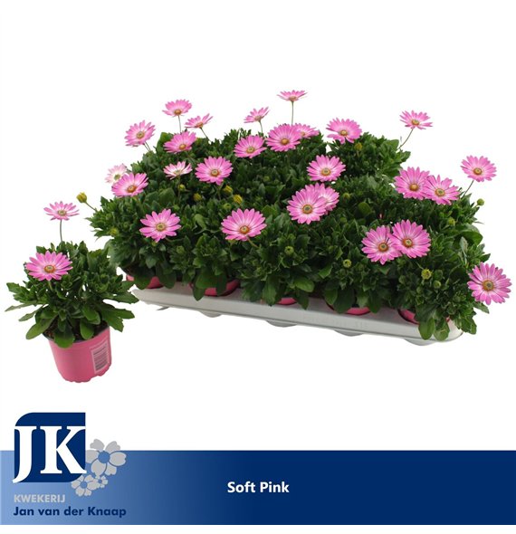 Osteospermum cape daisy softly pink improved Soft Pink TST 22cm 10.5cm Q2646