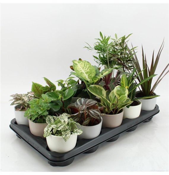 Miks lončnic K-15 Mixplanten in ceramic 35cm 10cm Q3615