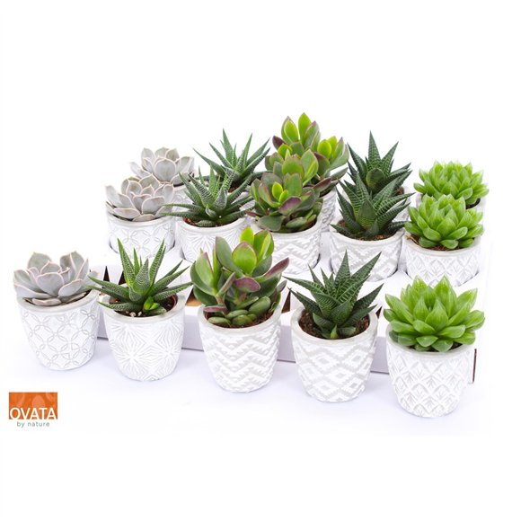 Sukulente mix Succulent in Stockholm 7 16cm 7cm Q3764