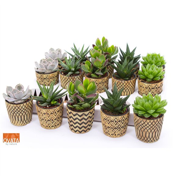Sukulente mix Succulent in Havana 7 16cm 7cm Q3765