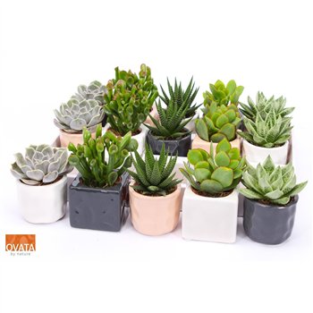 Sukulente mix Succulent in Davos 7 16cm 7cm Q3766