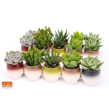 Sukulente mix Succulent in Capri 7 16cm 7cm Q3770