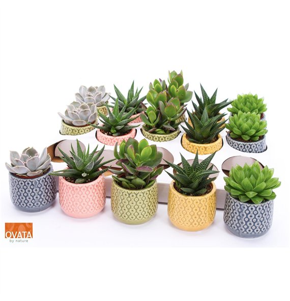 Sukulente mix Succulent in Sao Paulo 7 16cm 7cm Q3771