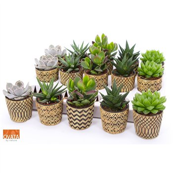 Sukulente mix Succulent in Havana 7 UK - NON CITES 16cm 7cm Q3780