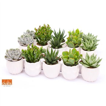 Sukulente mix Succulent in Lindos 7 UK - NON CITES 16cm 7cm Q3782