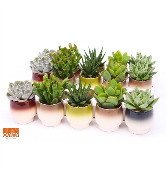 Sukulente mix Succulent in Capri 7 UK - NON CITES 16cm 7cm Q3785