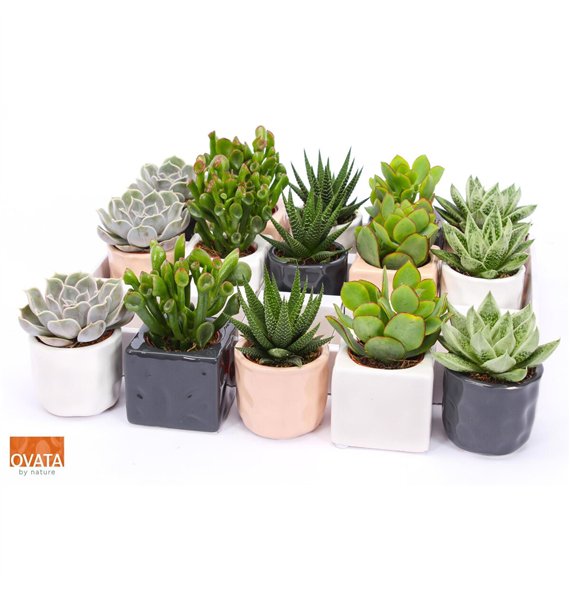 Sukulente mix Succulent in Davos 7 UK - NON CITES 16cm 7cm Q3786