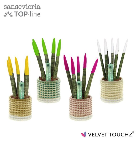 Taščin jezik - Sanseveria cylindrica VELVET TOUCHZ® mix in pot Elsa 20cm 6cm Q4562