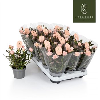 Vrtnica rosaroma pink Rosaroma Light Pink 6 fl 27cm 10.5cm Q4867