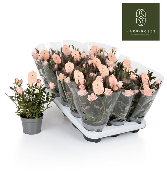 Vrtnica rosaroma pink Rosaroma Light Pink 6 fl 27cm 10.5cm Q4867