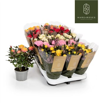 Vrtnica kordana grande mix Kordana Grande Mix6 fl 27cm 10.5cm Q4878