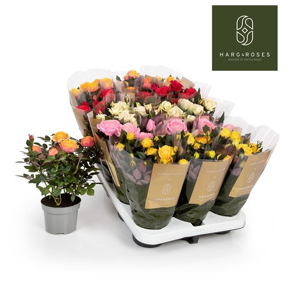 Vrtnica kordana grande mix Kordana Grande Mix6 fl 27cm 10.5cm Q4878