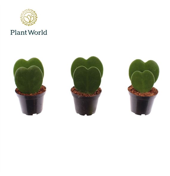 Hoya kerrii double heart 2 pp 13cm 7cm Q2170