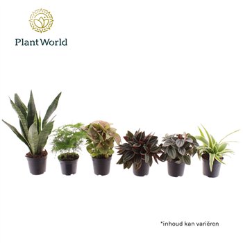 Miks lončnic Miniplanten mixed on de laag (24 several kinds) 1 pp 35cm 7cm Q3641