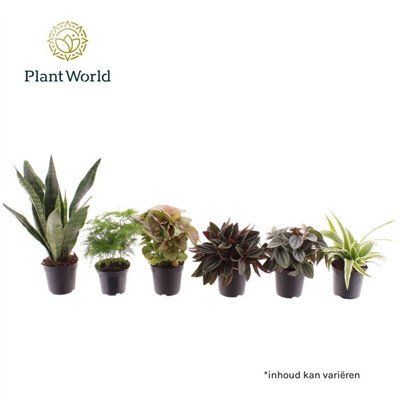 Miks lončnic Miniplanten mixed on de laag (24 several kinds) 1 pp 35cm 7cm Q3641