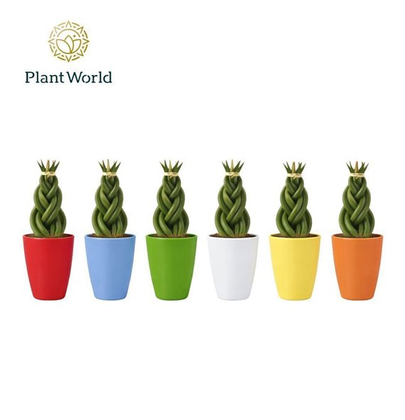 Taščin jezik - Sanseveria cylindrica Twist in ceramic osaka 15cm 6cm Q4518