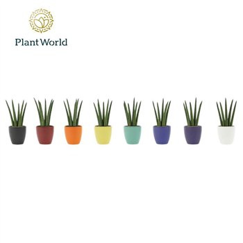 Taščin jezik - Sanseveria cylindrica Spaghetti in ceramic Osaka 18cm 6cm Q4530