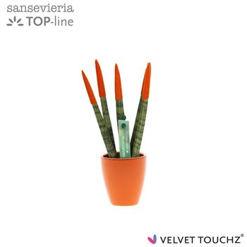 Taščin jezik - Sanseveria cylindrica VELVET TOUCHZ® Oranje in ceramic Osaka 18cm 6cm Q4568