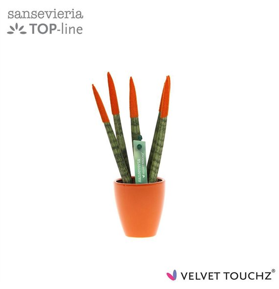 Taščin jezik - Sanseveria cylindrica VELVET TOUCHZ® Oranje in ceramic Osaka 18cm 6cm Q4568