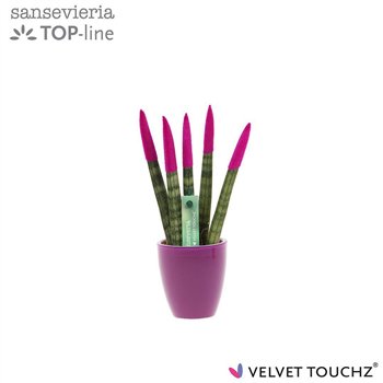 Taščin jezik - Sanseveria cylindrica VELVET TOUCHZ®Fuchsia in ceramic Osaka 18cm 6cm Q4570