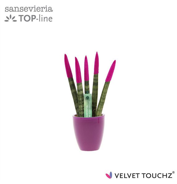 Taščin jezik - Sanseveria cylindrica VELVET TOUCHZ®Fuchsia in ceramic Osaka 18cm 6cm Q4570