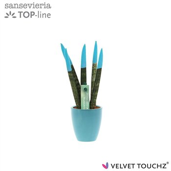 Taščin jezik - Sanseveria cylindrica VELVET TOUCHZ® Aqua in ceramic Osaka 18cm 6cm Q4571