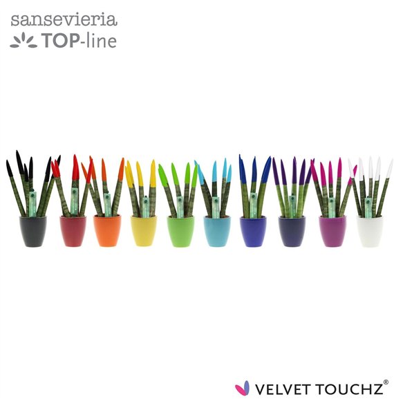 Taščin jezik - Sanseveria cylindrica VELVET TOUCHZ® Mix in ceramic Osaka 18cm 6cm Q4572