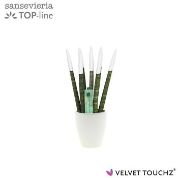Taščin jezik - Sanseveria cylindrica VELVET TOUCHZ® wit in ceramic Osaka 18cm 6cm Q4577
