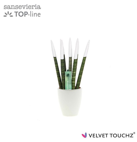 Taščin jezik - Sanseveria cylindrica VELVET TOUCHZ® wit in ceramic Osaka 18cm 6cm Q4577