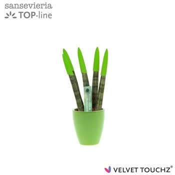 Taščin jezik - Sanseveria cylindrica VELVET TOUCHZ® green in ceramic Osaka 18cm 6cm Q4578