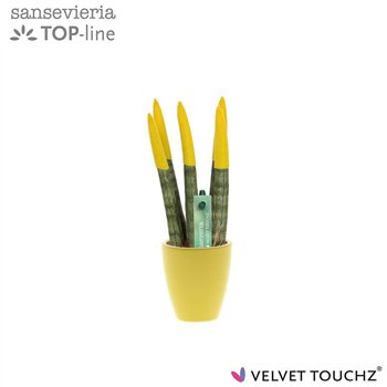 Taščin jezik - Sanseveria cylindrica VELVET TOUCHZ® geel in ceramic Osaka 18cm 6cm Q4581