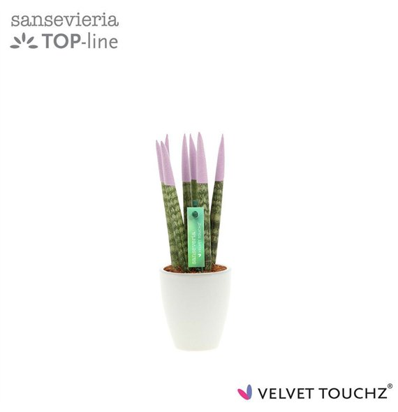 Taščin jezik - Sanseveria cylindrica VELVET TOUCHZ® Pastel paars in ceramic Osaka 20cm 6cm Q4603