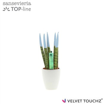 Taščin jezik - Sanseveria cylindrica VELVET TOUCHZ® Pastel blauw in ceramic Osaka 20cm 6cm Q4605