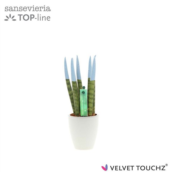 Taščin jezik - Sanseveria cylindrica VELVET TOUCHZ® Pastel blauw in ceramic Osaka 20cm 6cm Q4605