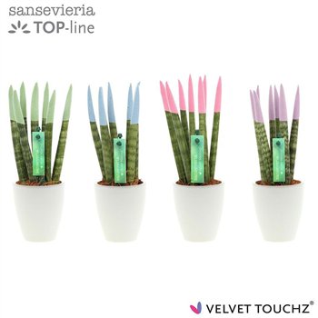 Taščin jezik - Sanseveria cylindrica VELVET TOUCHZ® Pastel mix in ceramic Osaka 20cm 6cm Q4607