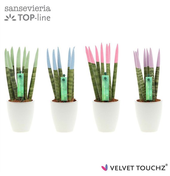 Taščin jezik - Sanseveria cylindrica VELVET TOUCHZ® Pastel mix in ceramic Osaka 20cm 6cm Q4607