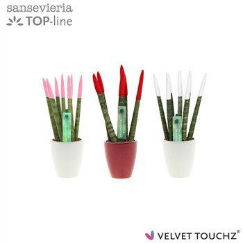 Taščin jezik - Sanseveria cylindrica VELVET TOUCHZ® Mix Woman in ceramic Osaka 18cm 6cm Q4610