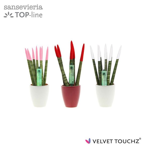 Taščin jezik - Sanseveria cylindrica VELVET TOUCHZ® Mix Woman in ceramic Osaka 18cm 6cm Q4610