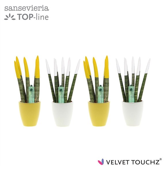 Taščin jezik - Sanseveria cylindrica VELVET TOUCHZ® Classic Easter mix in ceramic Osaka 20cm 6cm Q4637