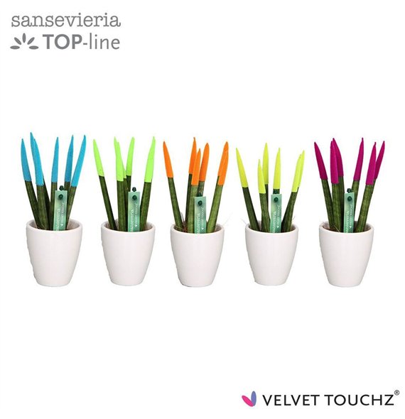 Taščin jezik - Sanseveria cylindrica VELVET TOUCHZ® Mix Ibiza in ceramic Osaka wit 18cm 6cm Q4639