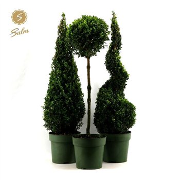Buxus sempervirens mix semp  Special Models XL Mix Shelf P23cm diameter 85cm 23cm Q689
