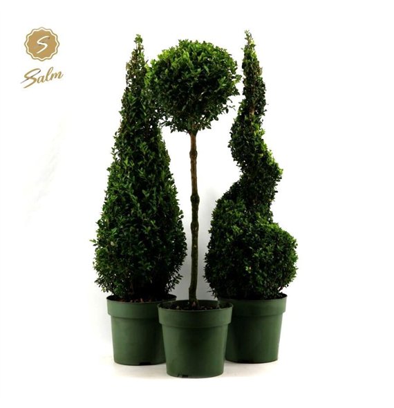 Buxus sempervirens mix semp  Special Models XL Mix Shelf P23cm diameter 85cm 23cm Q689