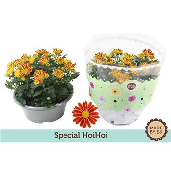 Krizantema ind  hoihoi Chrysant HoiHoi7 pp 27cm 23cm Q1094