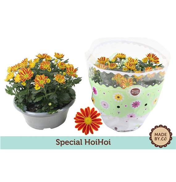 Krizantema ind  hoihoi Chrysant HoiHoi7 pp 27cm 23cm Q1094